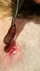 The larvae can also damage the tissues and nourish on them. Bot Fly Larvae In Dog In Manasquan Nj Squan Animal Hospital