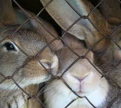 Como Saber Se Um Produto Foi Testado Em Animais Epoca Farejador Bichos