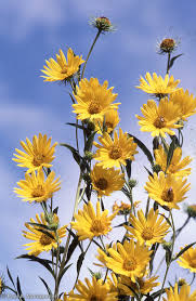 Image result for Helianthus