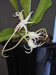 Image result for Cyrtorchis chailluana
