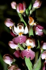 Image result for Brachycorythis velutina