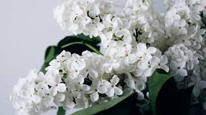 Our list of the best funeral songs for mom celebrates the beauty of a mother's love. 150 Songs For Funeral Services And Memorial Celebrations Musicnotes Now