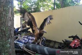 Nah, disini anda bisa melihat langsung gambar burung yang populer di sosial media. Bksda Jabar Duga Elang Brontok Dipelihara Secara Ilegal Antara News Jawa Barat