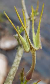 Image result for Ceropegia filipendula