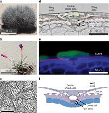 Trichomes have one or two secretory, disk cells, while peltate trichomes may have up to eight cells in the disk. Design Of A Unidirectional Water Valve In Tillandsia Nature Communications