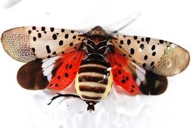 Black And White Spotted Moth Pa New Invasive Pest Has Pennsylvania Towns On Alert Flying Lantern Insects Beautiful Bugs