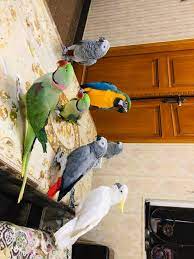 73 Birds Ideas In 2021 Pet Birds African Grey Parrot Birds
