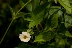 Image result for Thunbergia reticulata