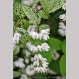 Image result for Deutzia scabra