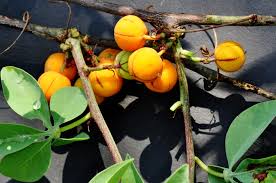 Image result for Adenia fruticosa