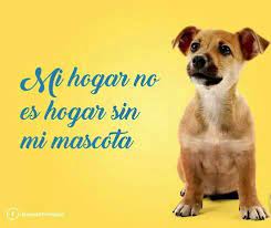 Nunca Seria Lo Mismo Sin Ti Pet Puppy Dog Cat Pets