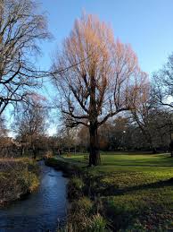 Good examples include coral bark willow, purple osier or purple willow, 'flame' willow, redtwig dogwood there are several other varieties of willow that wear a winter wardrobe of colorful bark. Anne Bell On Twitter Coral Bark Willow Salix Alba Var Vitellina Britzensis On Christmas Day In Roath Park Pleasure Garden Cardiffparks Https T Co I1nfrgnkkm