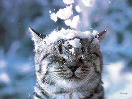De whitewash zorgt ervoor dat de houtstructuur en eventuele noesten subtiel en niet storend. Dieren In De Sneeuw Google Zoeken Dieren Schattige Dieren Katje Katten