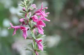 Image result for Stachys aculeolata