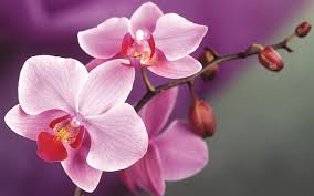 Venezuela is a country situated in the south america continent. Orchids The National Flower Of Singapore