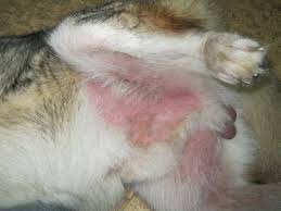 allergii u sobak vidy simptomy lechenie