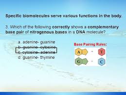 As an instruction book, all dna does is to store information. Surfin Through Staar Session 3 Dna Protein Synthesis