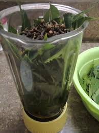 Hmmm uuuhhh pak rt : Buat Sendiri Ekstrak Minyak Daun Semambu Untuk Kawal Afid Lalat Putih Lalat Buah Dan Mealy Bugs Impiana