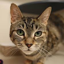 Social tees animal rescue is a notforprofit, strictly nokill 501c3 organization in the east village of nyc that takes we rescue, rehabilitate, and place over 3,000 dogs, cats, birds, and exotics per year. Nyc Adoption Center View Available Dogs And Cats Aspca
