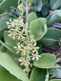Image result for Cissus rotundifolia