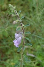 Image result for Barleria holubii