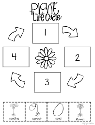 Preschool Level Plant Life Cycle Worksheet Flower Life Cycle Preschool Plant Life Cycle Worksheet Plant Life Cycle