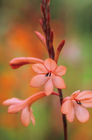 Image result for Watsonia