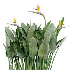 strelitzia reginae kamerplanten planten binnenplanten