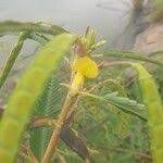 Image result for Aeschynomene sensitiva