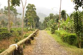 Letaknya 2.050 meter di atas permukaan laut, di sisi utara gunung ungaran. Kebun Teh Medini Petualang Alam Coretanpetualang S Blog