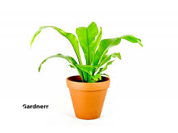 Image result for sleziník Asplenium