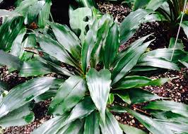 Image result for Chlorophytum filipendulum