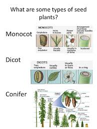 Week 8 Ccing It One Day At A Time Love All Her Resources Biology Plants Plant Science Classical Conversations Foundations