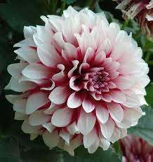 White And Magenta Dahlia I Want These In My Wedding Beautiful Flowers Dahlia Flower Pretty Flowers