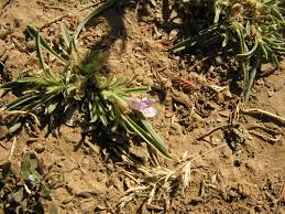 Image result for Aptosimum