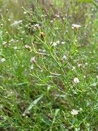 Image result for Stomatanthes