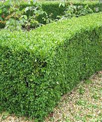 Image result for Conocarpus
