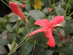Image result for Acanthaceae
