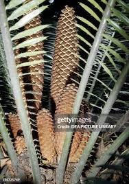 Image result for Cycadaceae