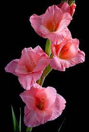 Pink Gladiolus Photo By Ken Cravillion Photobucket Beautiful Flowers Flower Pictures Pretty Flowers