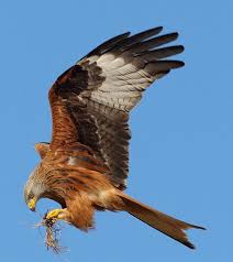 21s Clare Scott Jpg Jpeg Image 581 651 Pixels Red Kite Birds Of Prey Pet Birds