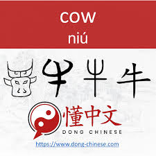  Evolution Of ç‰› Niu Cow Mandarin Chinese Learning Learn Mandarin Mandarin Chinese