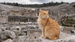 ‪Roman military helped bring cats to Europe | Popular Science‬‏