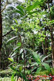 Image result for Acokanthera schimperi