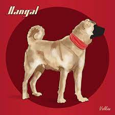 kangal dog hayvanlar