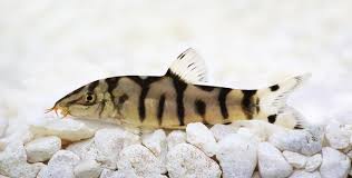 Snails are quite popular for home aquariums nowadays. 10 Best Clean Up Crew Ideas For Freshwater Aquariums In 2021 Aquarium Fish Fish Tank Tropical Aquarium
