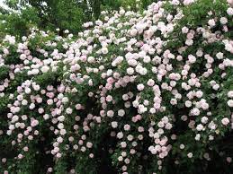Miss Cecil Brunner Cecile Brunner Rose Backyard Fences Cecil Brunner Climbing Rose