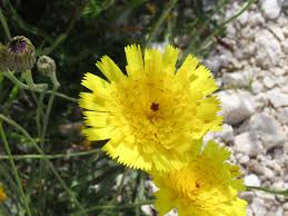 Image result for Tolpis