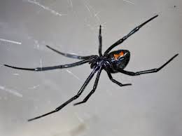 Black And White Spider Texas Poisonous Til Male Black Widow Spiders Tend To Select Their Mates By Determining If The Female Has Eaten Already To Avoid Being Eaten Themselves In 2020 Widow Spider Black Widow Black Widow Spider