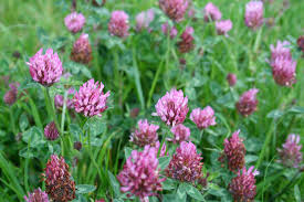 Of course, keep in mind that a. Red Clover Plant Info Getting Rid Of Red Clover In Yards